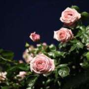 ヒメ日記 2025/04/28 23:29 投稿 新人・真白(ましろ) グランドオペラ福岡