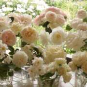 ヒメ日記 2025/05/06 02:45 投稿 新人・真白(ましろ) グランドオペラ福岡