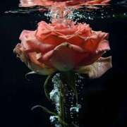 ヒメ日記 2025/05/08 01:41 投稿 新人・真白(ましろ) グランドオペラ福岡