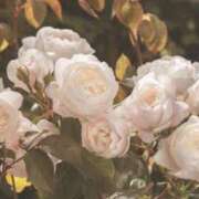 ヒメ日記 2025/05/21 13:51 投稿 新人・真白(ましろ) グランドオペラ福岡