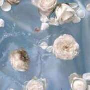 ヒメ日記 2025/05/22 15:01 投稿 新人・真白(ましろ) グランドオペラ福岡