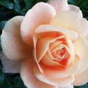 ヒメ日記 2025/05/24 10:21 投稿 新人・真白(ましろ) グランドオペラ福岡