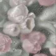 ヒメ日記 2025/06/04 01:41 投稿 新人・真白(ましろ) グランドオペラ福岡