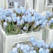 ヒメ日記 2025/06/11 18:21 投稿 新人・真白(ましろ) グランドオペラ福岡