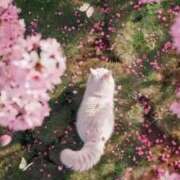 ヒメ日記 2025/07/01 18:32 投稿 新人・真白(ましろ) グランドオペラ福岡