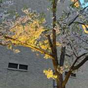 あの 見ましたか？ Candy×Candy （キャンディ×キャンディ）