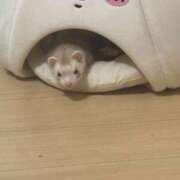 ヒメ日記 2025/08/26 15:41 投稿 みさ プリコレ（PRINCESS COLLECTION）