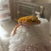 ヒメ日記 2026/02/13 03:06 投稿 みさ プリコレ（PRINCESS COLLECTION）