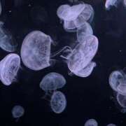 ヒメ日記 2025/12/15 14:19 投稿 みさ Delyz（デリーズ）