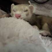 ヒメ日記 2026/02/17 01:24 投稿 みさ Delyz（デリーズ）