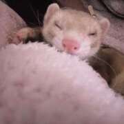 ヒメ日記 2026/03/05 03:52 投稿 みさ Delyz（デリーズ）