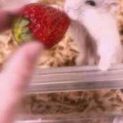 ヒメ日記 2025/05/22 16:26 投稿 みさ はちみつ