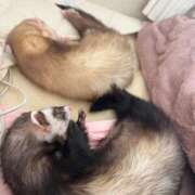 ヒメ日記 2025/05/24 15:51 投稿 みさ はちみつ