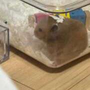 ヒメ日記 2025/09/08 00:09 投稿 みさ はちみつ