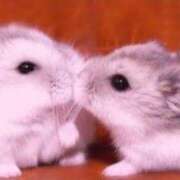 ヒメ日記 2025/12/06 01:35 投稿 みさ はちみつ