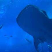 ミツキ 🐸おんなのこ求人だに‼️一緒に働こうに‼️🐸 ティンカーベル