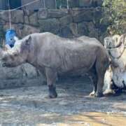 ミツキ 🐸おなご求人だに‼️一緒に働こうに‼️🐸 ティンカーベル