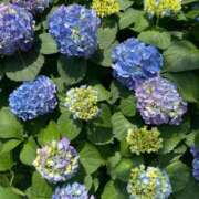 ヒメ日記 2025/05/21 12:10 投稿 ふわり ティンカーベル