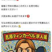 ヒメ日記 2025/06/21 07:00 投稿 ふわり ティンカーベル