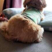 ヒメ日記 2025/06/20 14:15 投稿 北川亜里沙 ティンカーベル