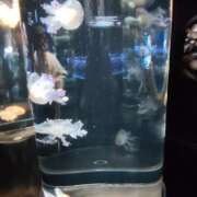 ヒメ日記 2025/10/02 17:54 投稿 北川亜里沙 ティンカーベル