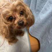 ヒメ日記 2025/04/05 21:13 投稿 ここあ ティンカーベル