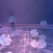 ヒメ日記 2025/04/25 10:15 投稿 ここあ ティンカーベル