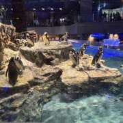 ヒメ日記 2025/05/16 17:31 投稿 ここあ ティンカーベル