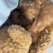 ヒメ日記 2025/05/29 07:15 投稿 ここあ ティンカーベル