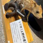 ヒメ日記 2025/06/02 09:15 投稿 ここあ ティンカーベル