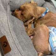 ヒメ日記 2025/06/06 14:15 投稿 ここあ ティンカーベル