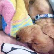 ヒメ日記 2025/06/09 15:45 投稿 ここあ ティンカーベル