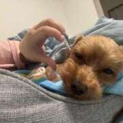 ヒメ日記 2025/06/11 06:00 投稿 ここあ ティンカーベル