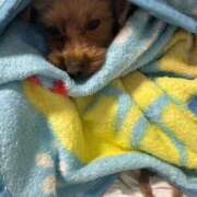 ヒメ日記 2025/06/21 03:05 投稿 ここあ ティンカーベル