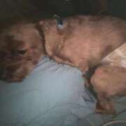 ヒメ日記 2025/06/23 04:38 投稿 ここあ ティンカーベル