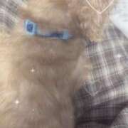 ヒメ日記 2025/07/19 16:15 投稿 ここあ ティンカーベル