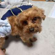 ヒメ日記 2025/07/31 06:30 投稿 ここあ ティンカーベル