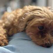 ヒメ日記 2025/08/15 16:15 投稿 ここあ ティンカーベル