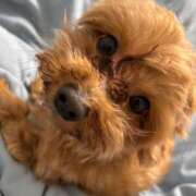 ヒメ日記 2025/08/25 16:12 投稿 ここあ ティンカーベル