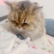 ヒメ日記 2025/11/05 17:03 投稿 れお ティンカーベル