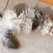 ヒメ日記 2025/11/10 13:48 投稿 れお ティンカーベル