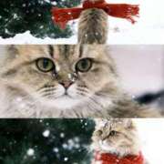 ヒメ日記 2025/11/14 20:40 投稿 れお ティンカーベル