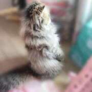 ヒメ日記 2025/12/11 13:45 投稿 れお ティンカーベル