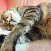 ヒメ日記 2025/06/20 19:23 投稿 ひびき ティンカーベル