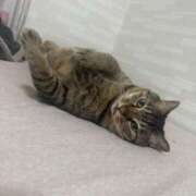 ヒメ日記 2025/07/11 14:20 投稿 ひびき ティンカーベル