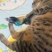 ヒメ日記 2025/07/15 08:27 投稿 ひびき ティンカーベル