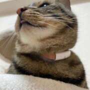 ヒメ日記 2025/08/27 18:24 投稿 ひびき ティンカーベル