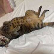 ヒメ日記 2025/10/16 18:46 投稿 ひびき ティンカーベル