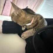 ヒメ日記 2025/10/24 21:24 投稿 ひびき ティンカーベル