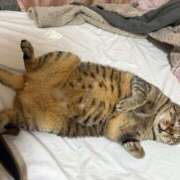 ヒメ日記 2025/12/19 15:50 投稿 ひびき ティンカーベル